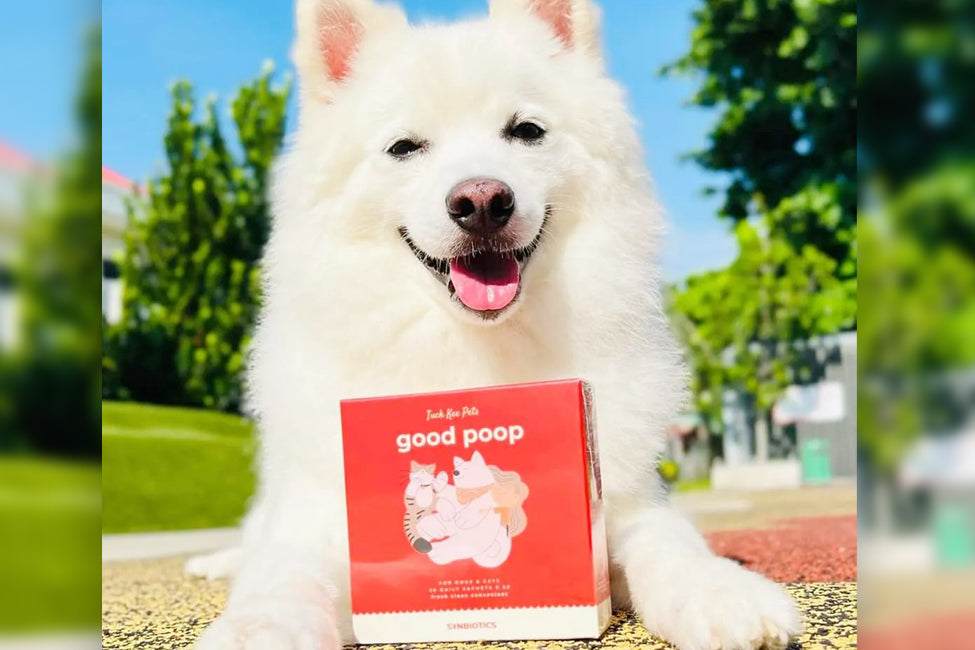 Supplements for Pets: Are Probiotics Really Worth It?