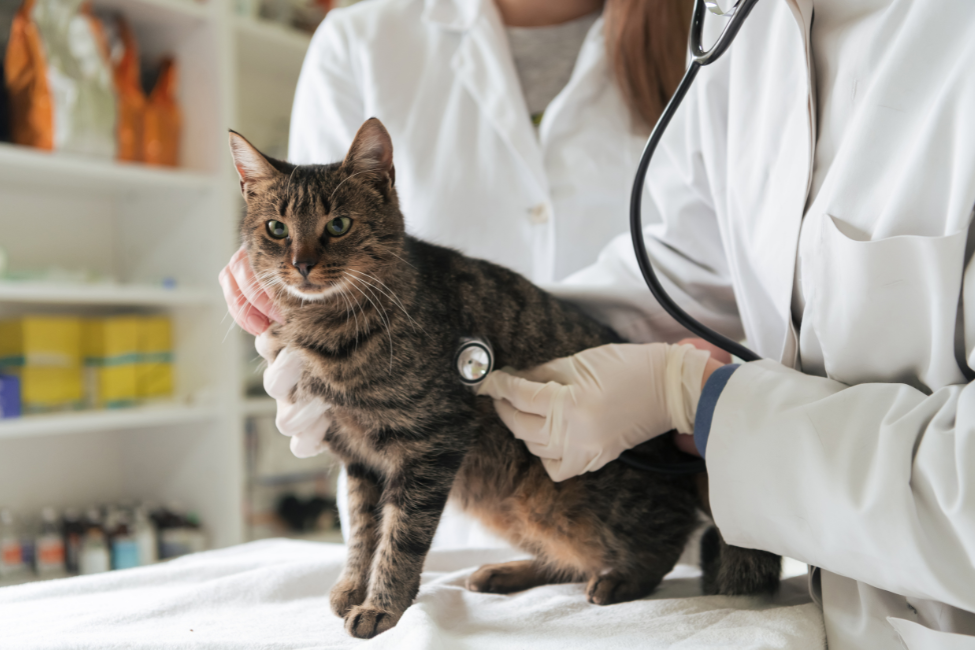 Why Early Kidney Care is Crucial for Your Pet