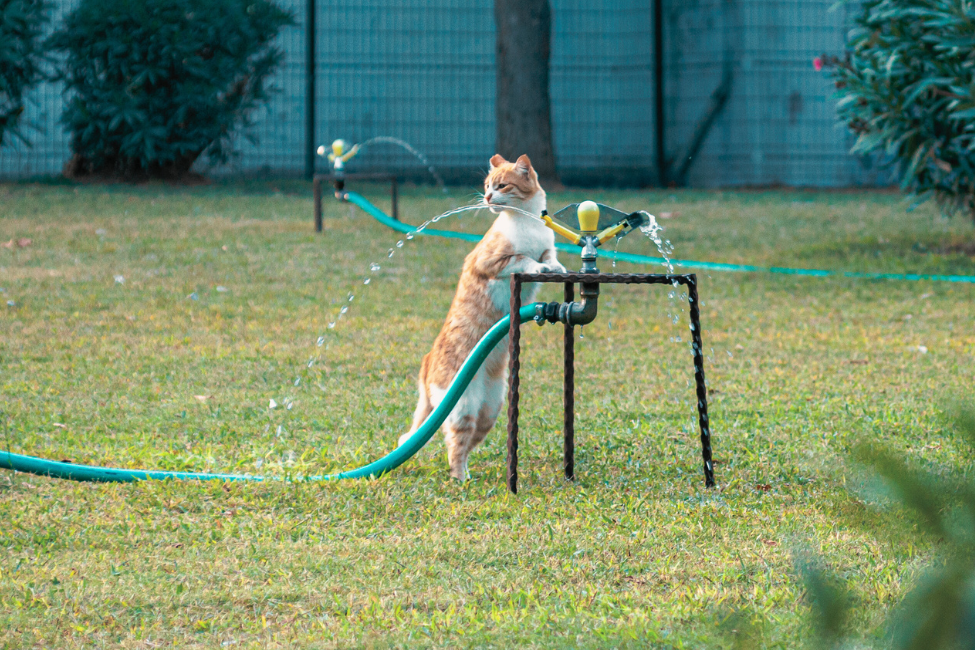 💧 Dehydration in Pets: A Common but Overlooked Issue