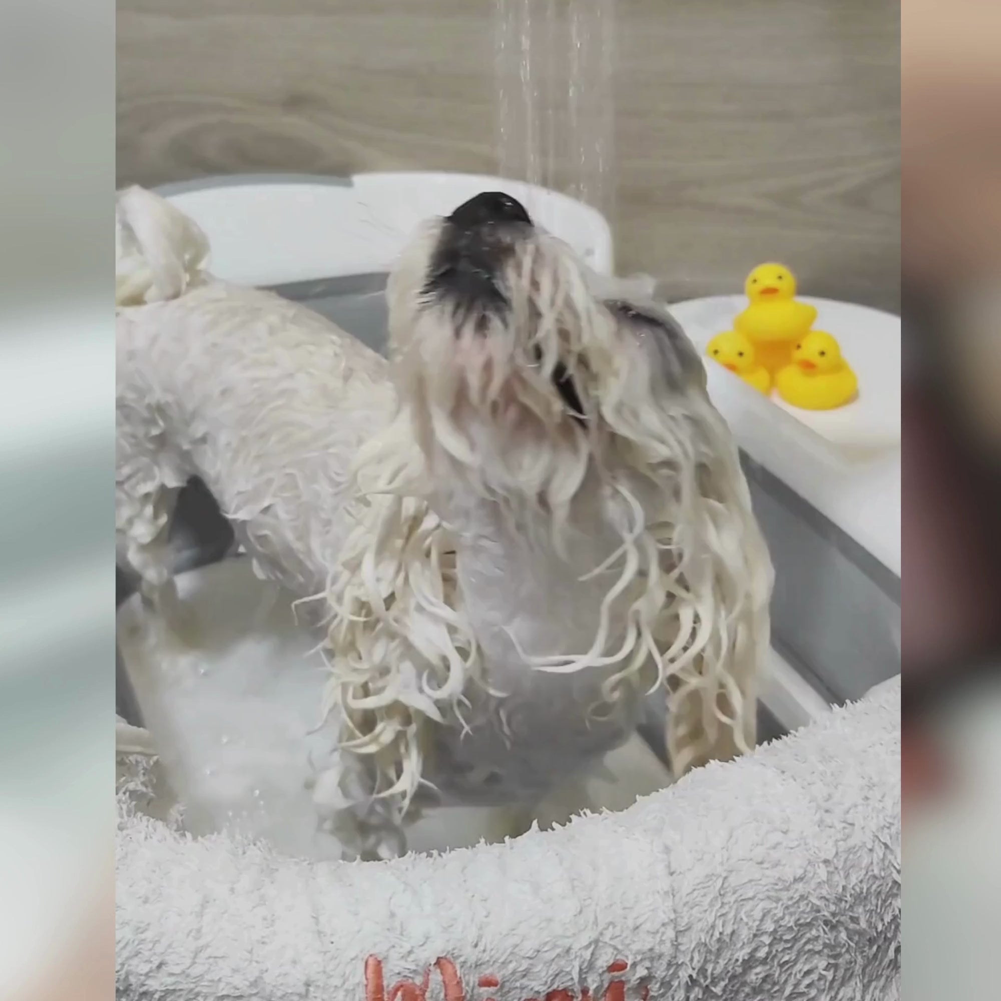 Tuck Kee Pets Rinse-Off Conditioner 500ML