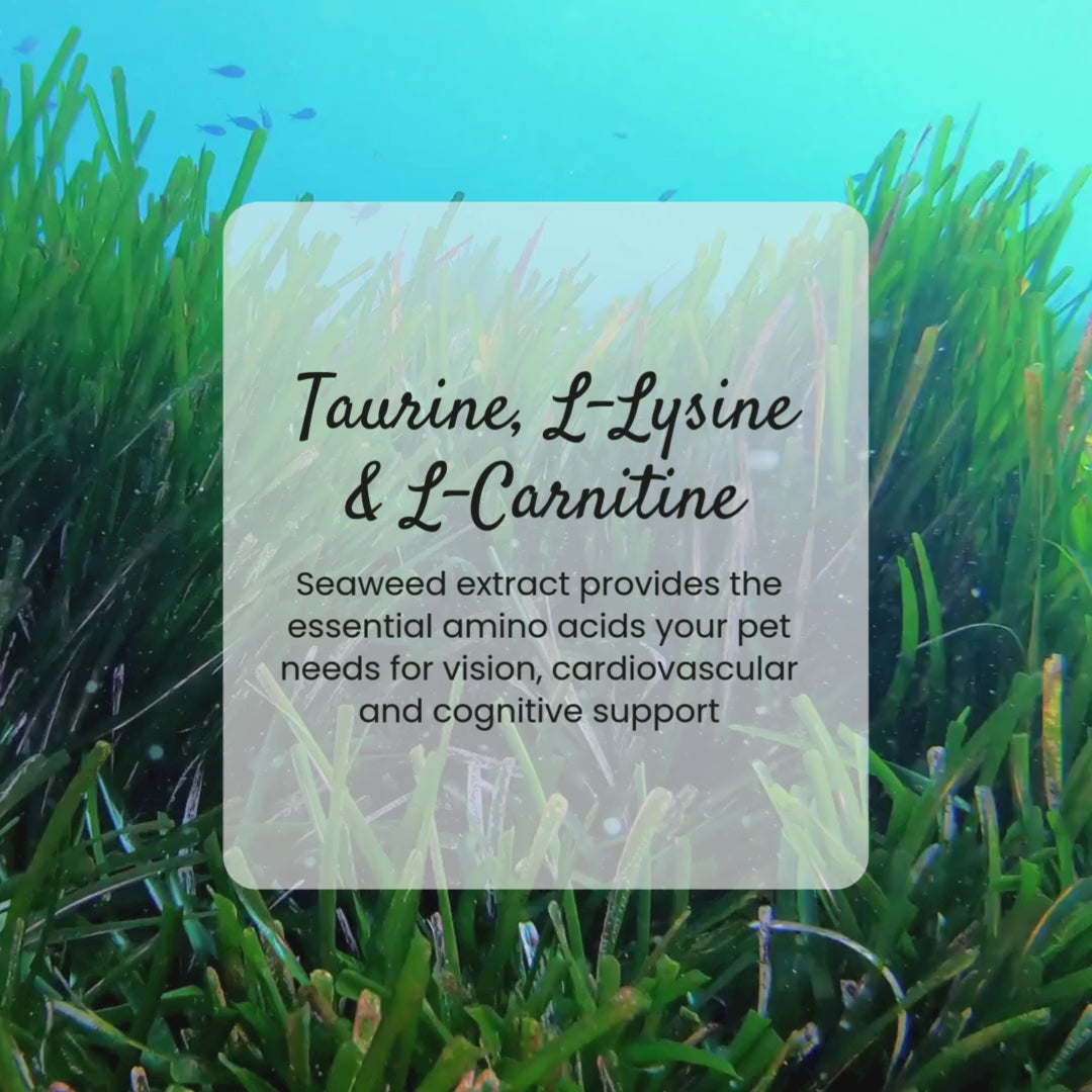 Eye Power Essential Amino Acids 60g Box of 30 sachets